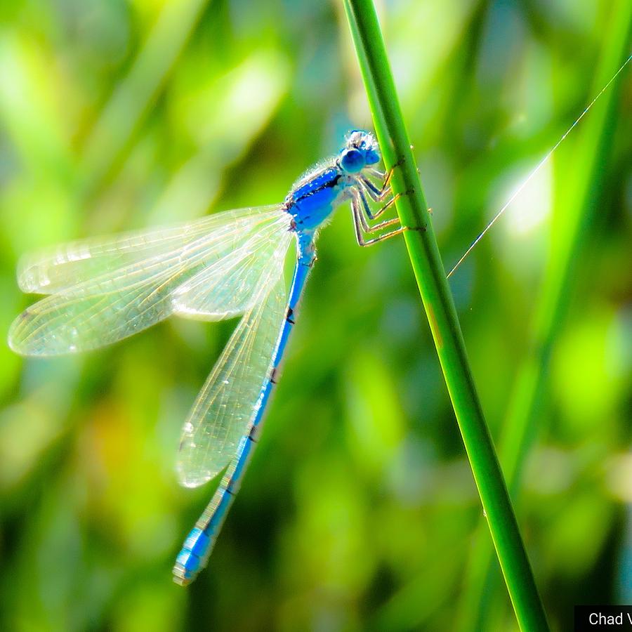 Damsel Delightful Photograph by Chad Vidas Damsel Delightful Photograph by Chad Vidas