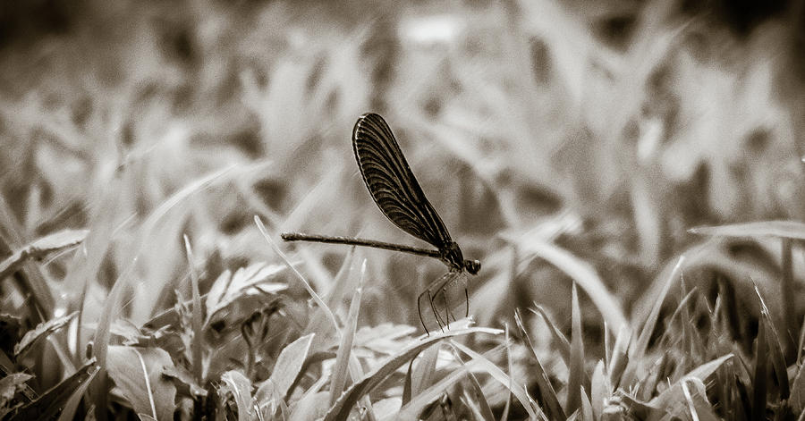Damsel Fly Photograph by Hyuntae Kim