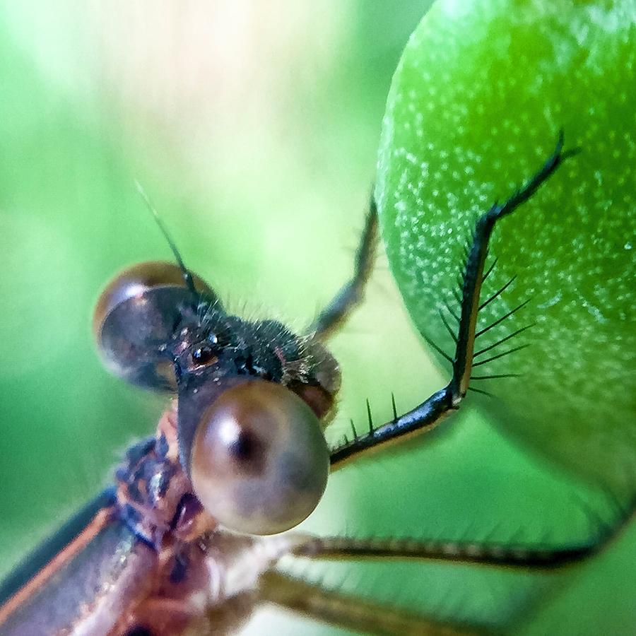 Damsel Fly Photograph by Terri Hart-Ellis