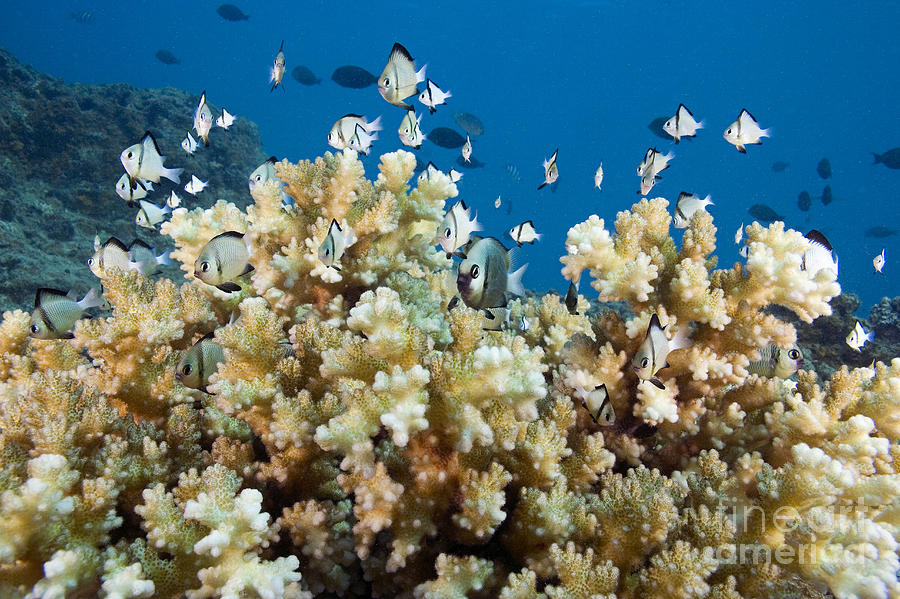 Wildlife Photograph - Damselfish Among Coral by Dave Fleetham - Printscapes