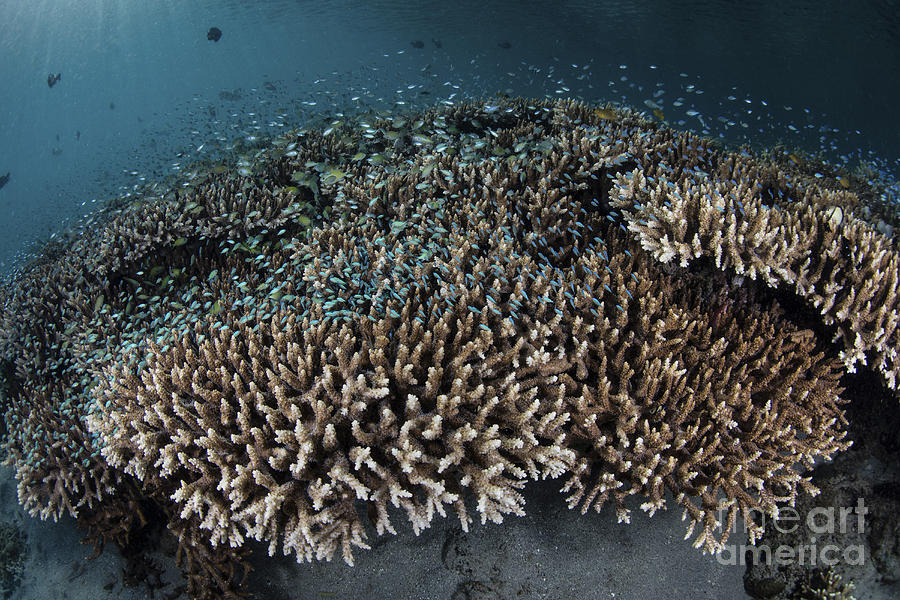 Damselfish Swim Above Corals In Komodo Photograph by Ethan Daniels