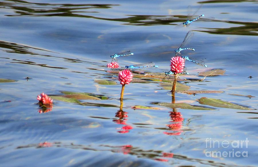 Nature Photograph - Damselflies on Smartweed by Michele Penner