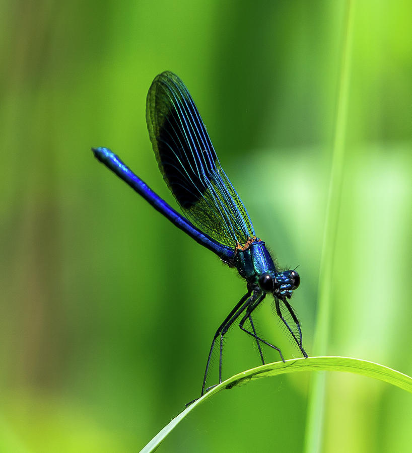 Nature Photograph -  Damselfly. by Angela Aird