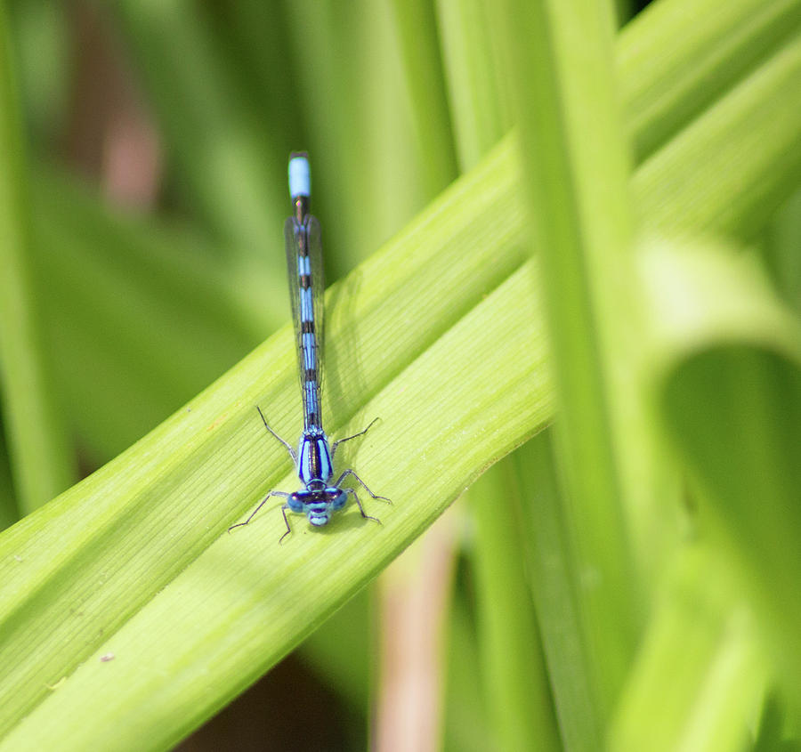 Insects Photograph - Damselfly by Martin Newman