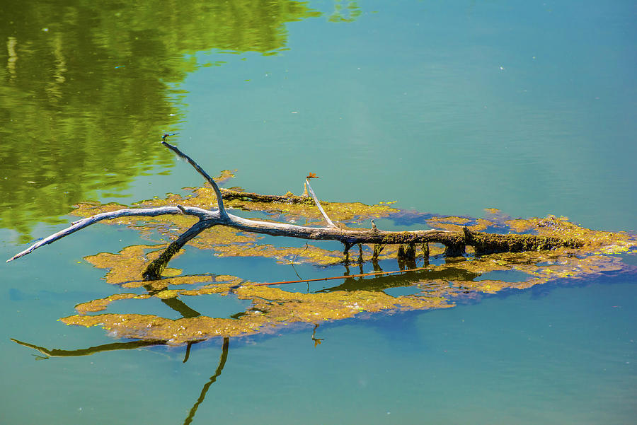 Damselfly on a Branch On A Lake Photograph by Tom Potter