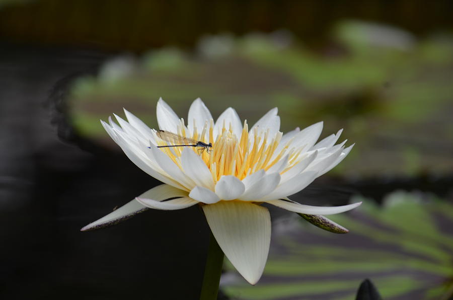 Damselfly on White Lotus Photograph by Maria Urso