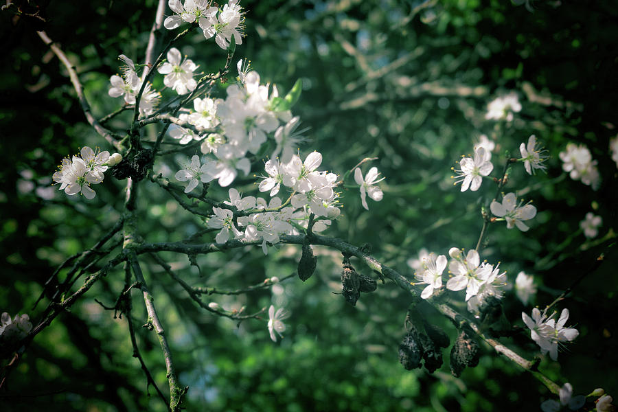 Damson Blossom Photograph by Zoe Oakley