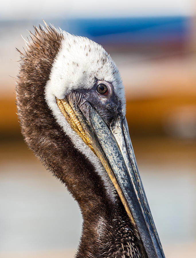 Dana Pelican  Photograph by Kevin Dietrich