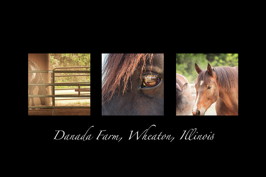 Danada Farm Horse Triptych Photograph by Joni Eskridge