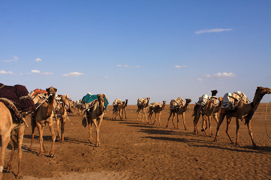 Camels In The Danakil Depression Photograph by Aidan Moran