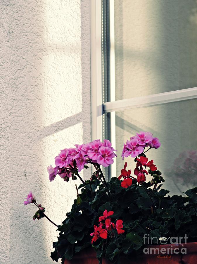 Flower Photograph - Danas Window by Sarah Loft