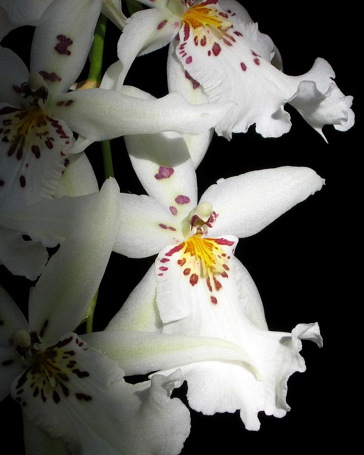 Orchid Photograph - Dance by Betnoy Smith