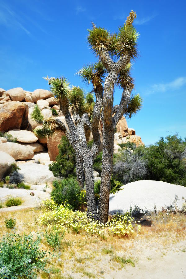 Joshua Tree National Park Photograph - Dance In The Garden - Joshua Tree National Park by Glenn McCarthy Art and Photography