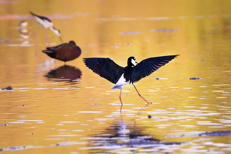 Bird Photograph - Dance Like Nobodys Watching by Emily Bristor Bird Photograph - Dance Like Nobodys Watching by Emily Bristor