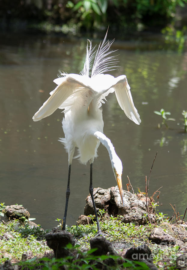 Feather Photograph - Dance Moves-White Heron by Alicia BRYANT