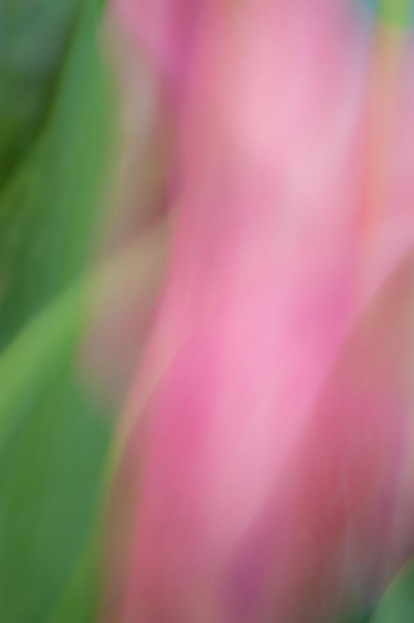 Dance of a Tulip Photograph by Catherine Lau