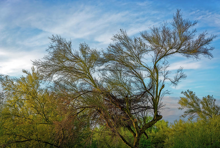 Tree Photograph - Dance of Palo Verde h1700 by Mark Myhaver