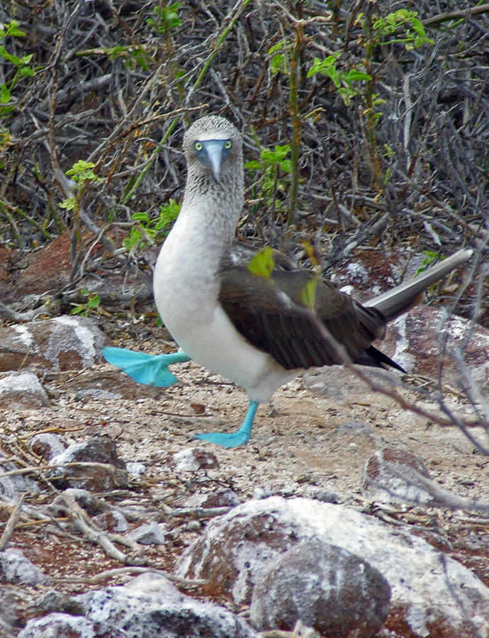 Dance of the Blue Footed Boobie Photograph by Ladonna Idell - Fine Art ...