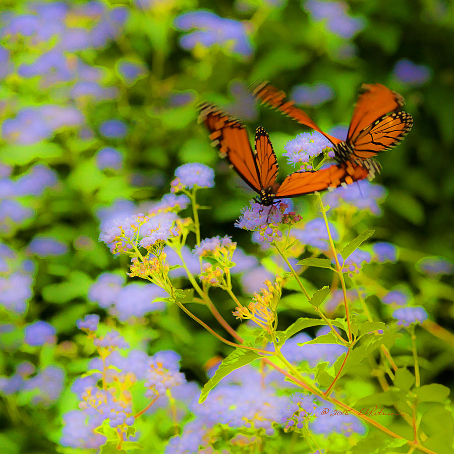 Dance Of The Butterflies Photograph by Ed Peterson