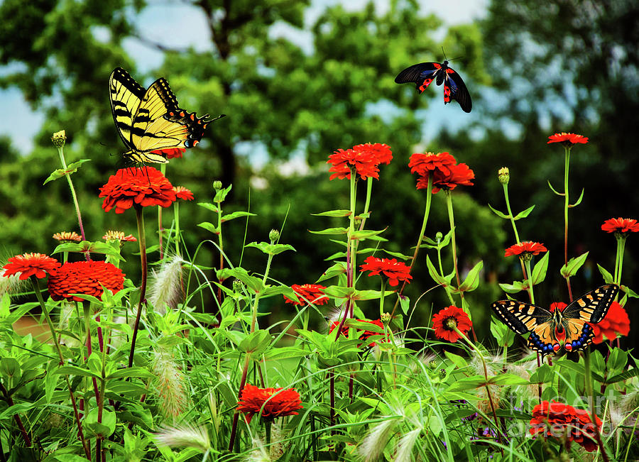 Dance of The Butterflies by KaFra Art Dance of The Butterflies by KaFra Art
