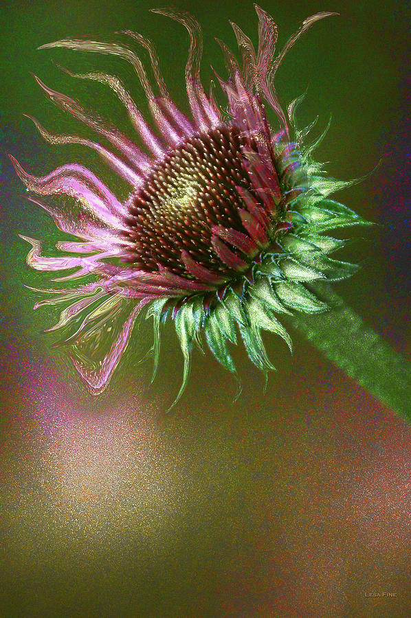 Dance of The Cone Flower Bold Mixed Media by Lesa Fine
