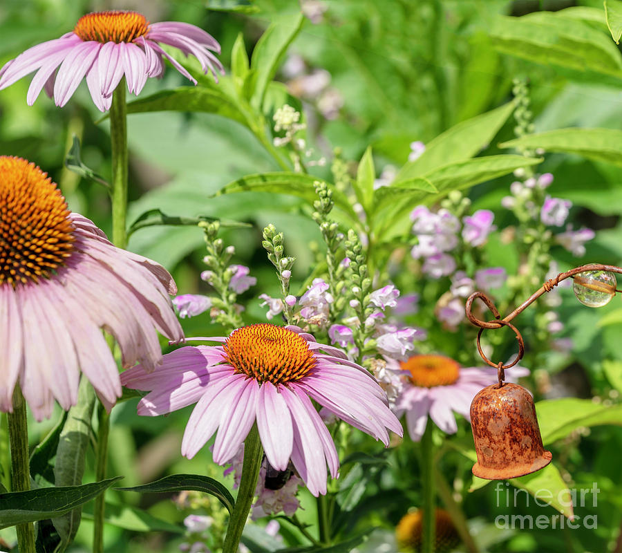 Dance of the Cone Flowers Photograph by Cathy Donohoue