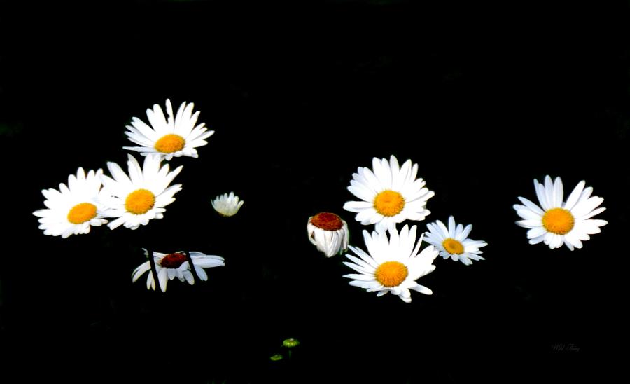 Dance of the Daisies Photograph by Wild Thing