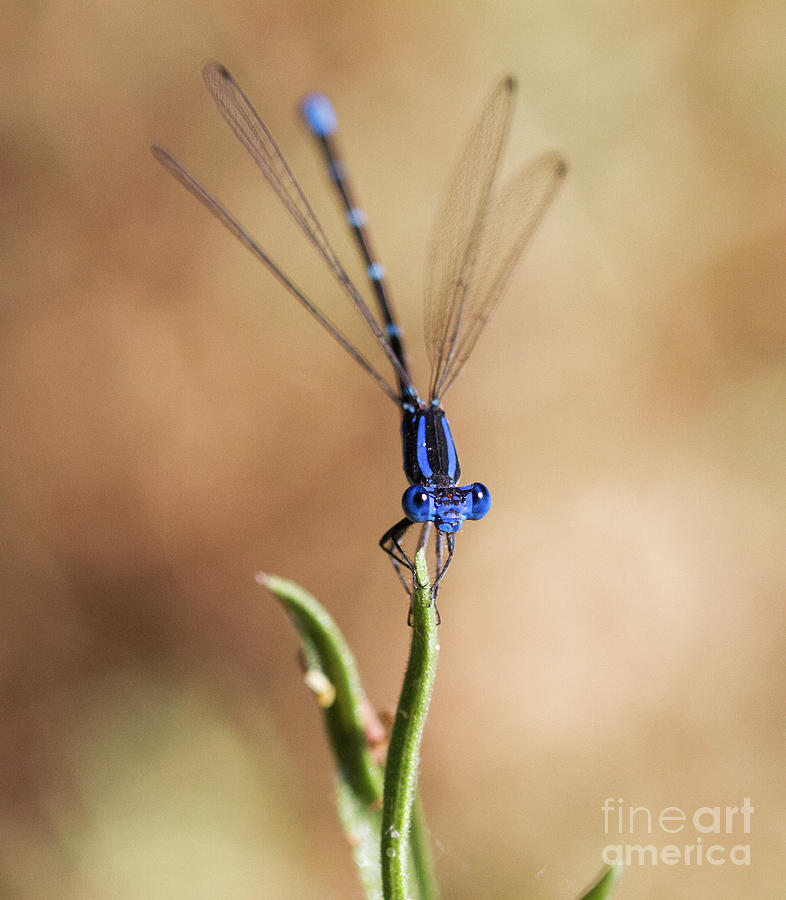 Dance of the Damselfly  Photograph by Ruth Jolly