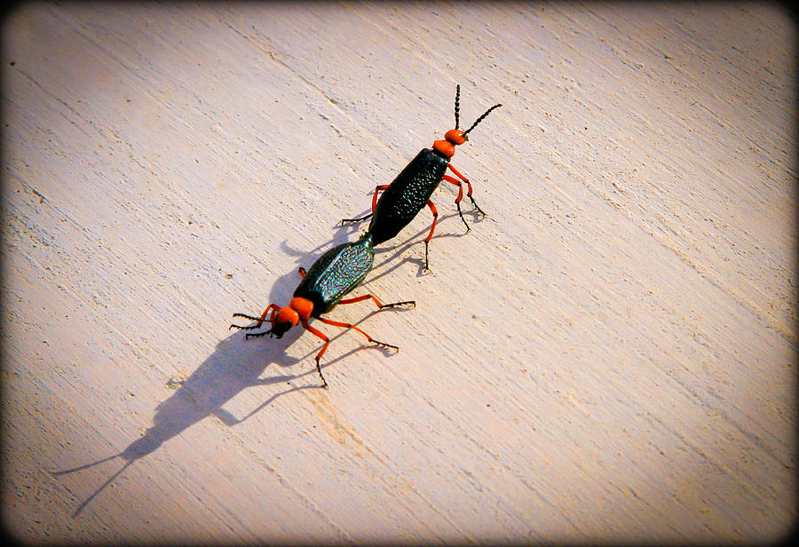 Dance of the Desert Blister Beetles Photograph by Bonnie Follett