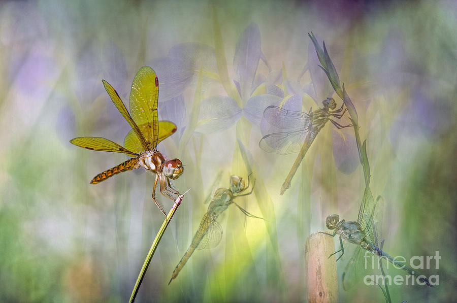 Dance of the Dragonflies Photograph by Bonnie Barry
