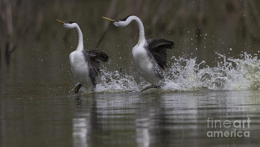 Dance of the Grebes Photograph by Ruth Jolly