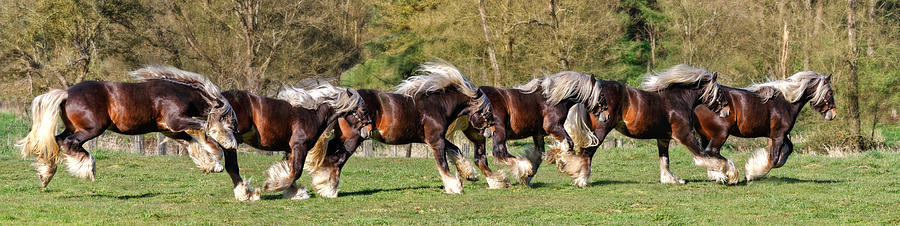 Horse Photograph - Dance of the Gypsy by Wes and Dotty Weber