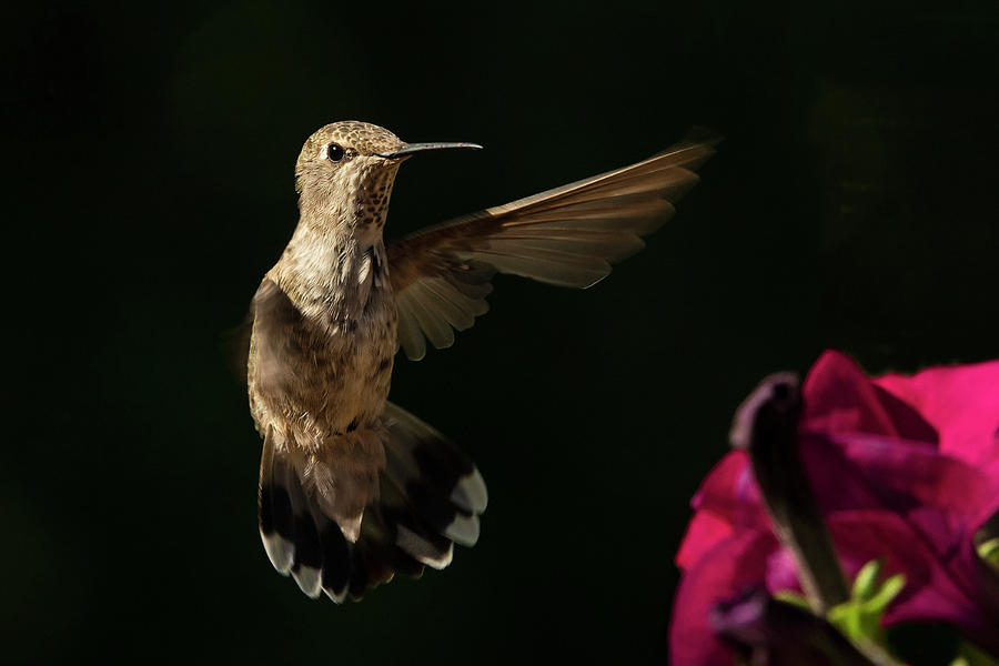 Dance of the hummingbird Photograph by Inge Riis McDonald