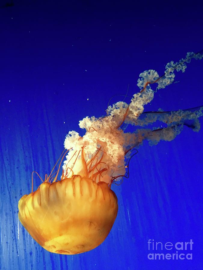 Dance of the Jelly Photograph by Beth Saffer