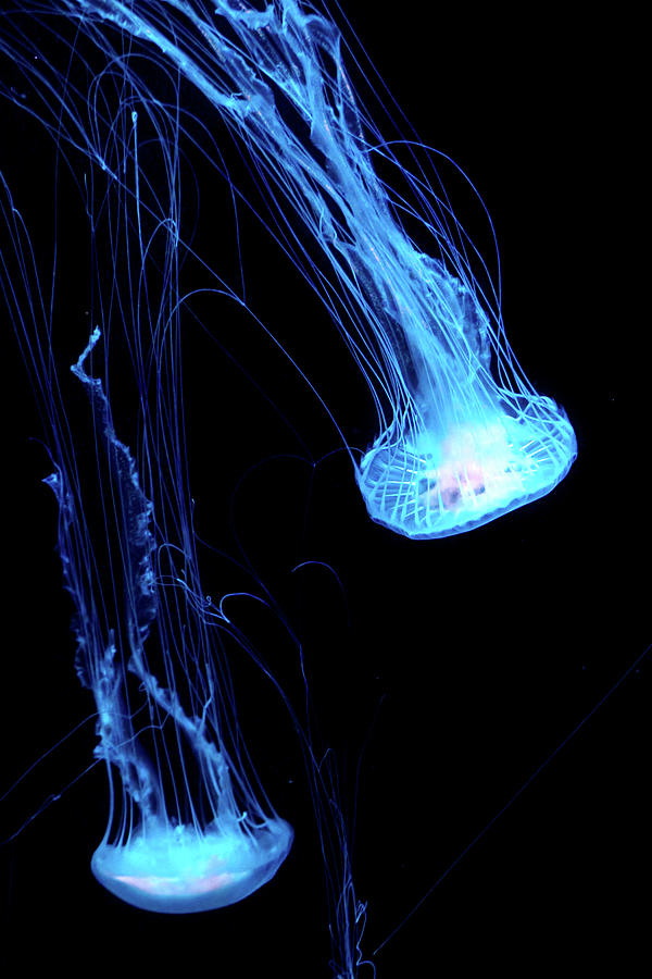 Dance Of The Jellyfish Photograph