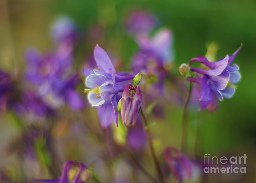 Columbine Photograph - Dance of the Lavender Columbines by Mike Reid