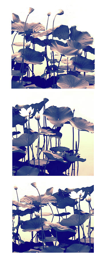 Dance of the Lotus Triptych II Photograph by Jessica Jenney