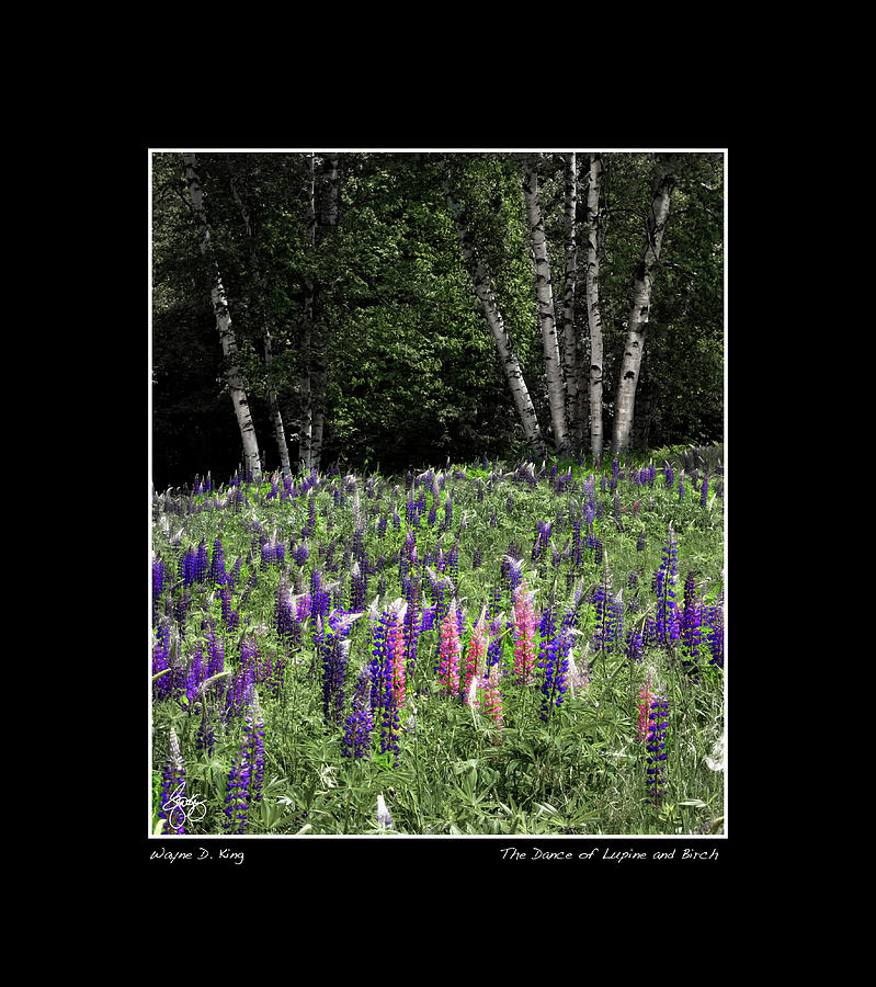 Dance of the Lupine and Birch Poster Photograph by Wayne King