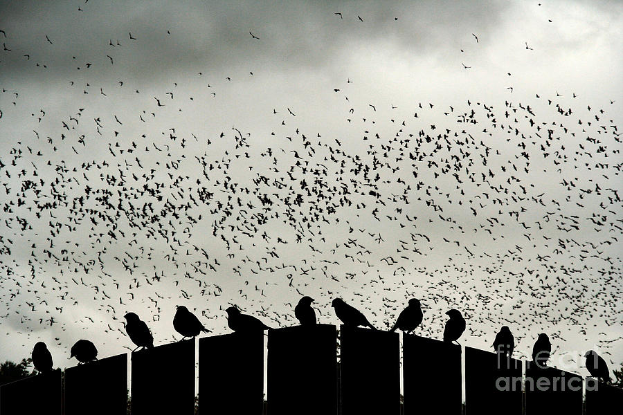 Bird Photograph - Dance of the Migration by Jan Piller