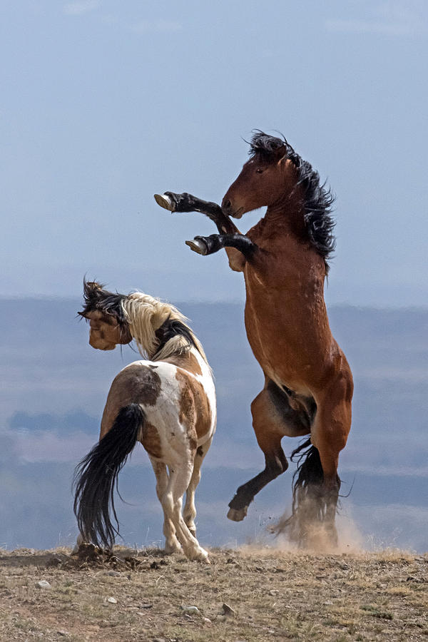 Dance of the Stallions Photograph by Sandy Sisti