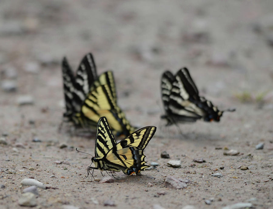 Dance of the Swallowtail Photograph by Whispering Peaks Photography