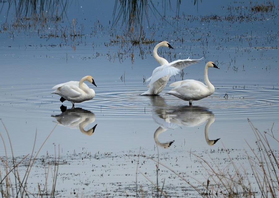 Swan Photograph - Dance of the Trumpeters #3 by Whispering Peaks Photography