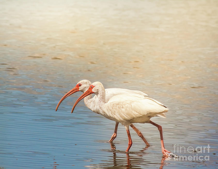 Dance Of The White Ibis Photograph