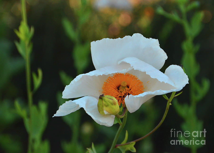 Nature Photograph - Dance of the White Poppy by Debby Pueschel