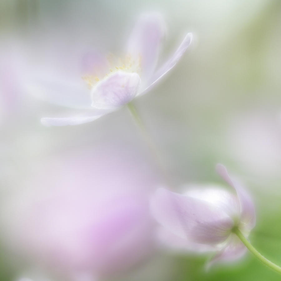 Dance of the wood anemone Photograph by Dirk Ercken