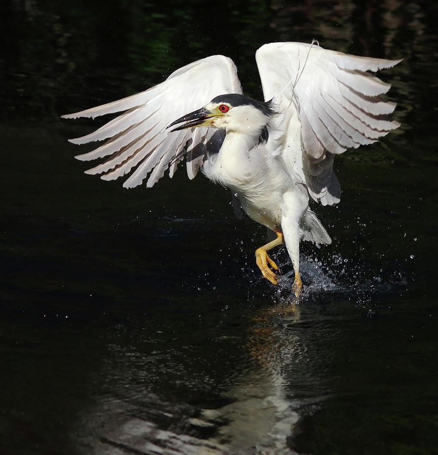 dance on water. by Evelyn Garcia dance on water. by Evelyn Garcia