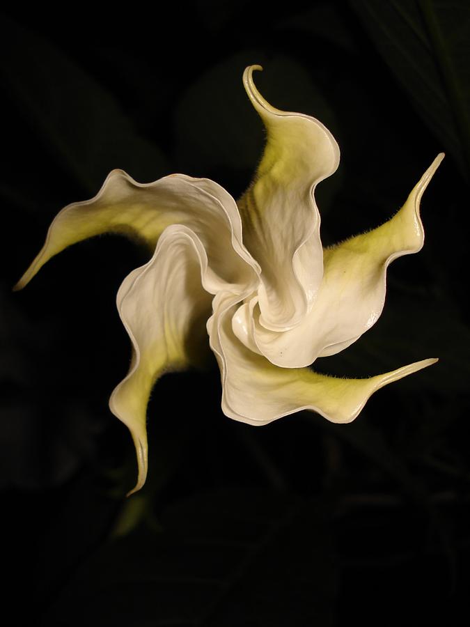 Flowers Still Life Photograph - Dance by Terry Widner