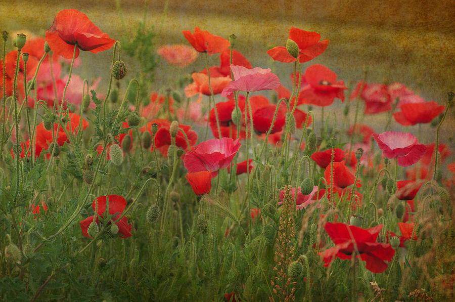 Dance through the poppies Photograph by Carolyn DAlessandro