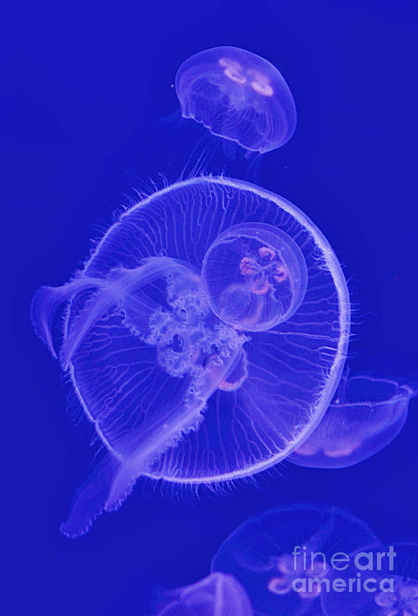 Dance With Jellyfish Digital Art by Leo Symon