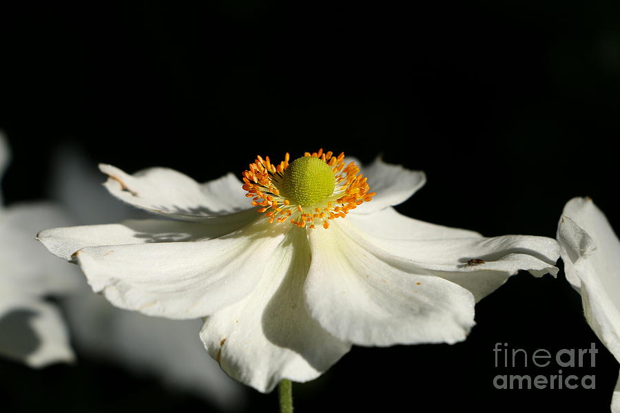 Summer Photograph - Dance With Me by Christiane Schulze Art And Photography